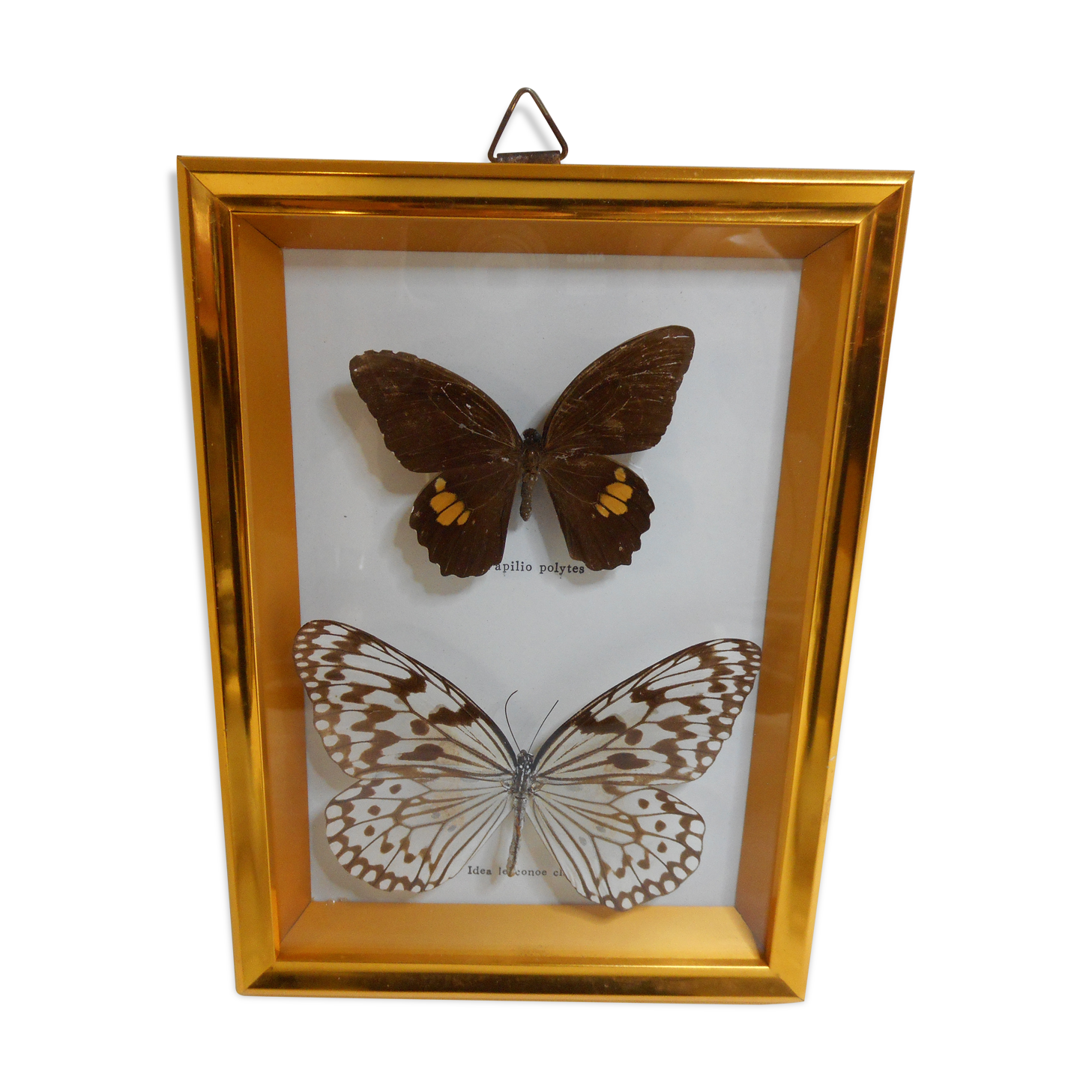 Butterflies naturalized under framework