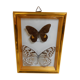 Butterflies naturalized under framework