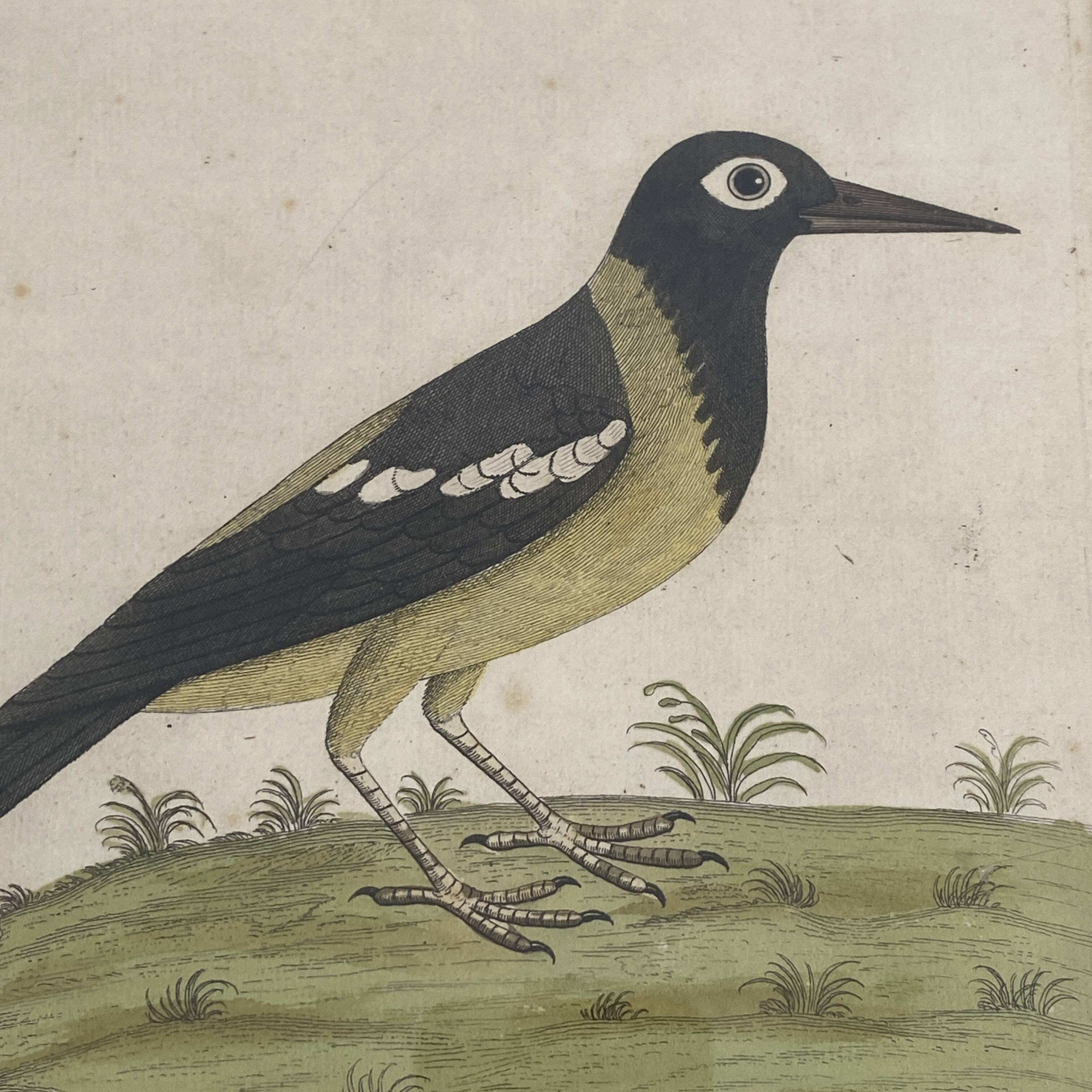 Coloured engraving "The Banana Bird from Jamaica"