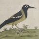 Coloured engraving "The Banana Bird from Jamaica"