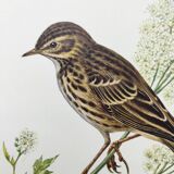 Old bird plate from the 1960s - Meadow Pipit - Zoological and ornithological illustration