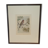 Ornithological engraving