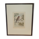 Gravure ornithologique