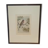 Gravure ornithologique
