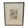 Ornithological engraving