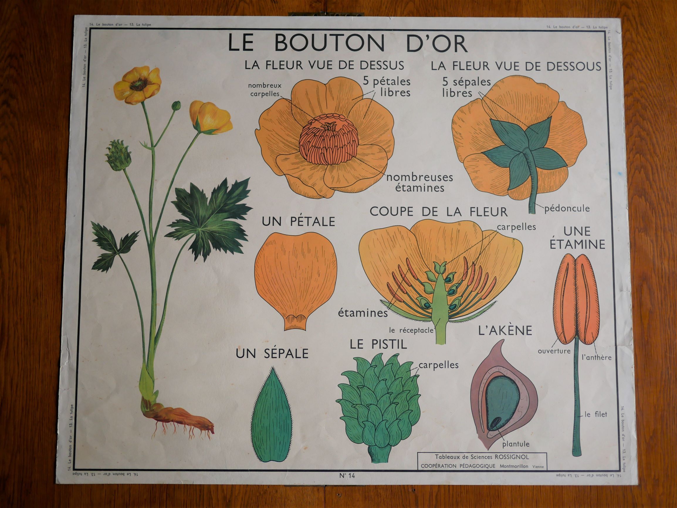 Vintage school botanical poster "La Tulipe" - "The Golden Button"