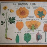 Vintage school botanical poster "La Tulipe" - "The Golden Button"