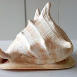 Blackcurrant shell cornuta