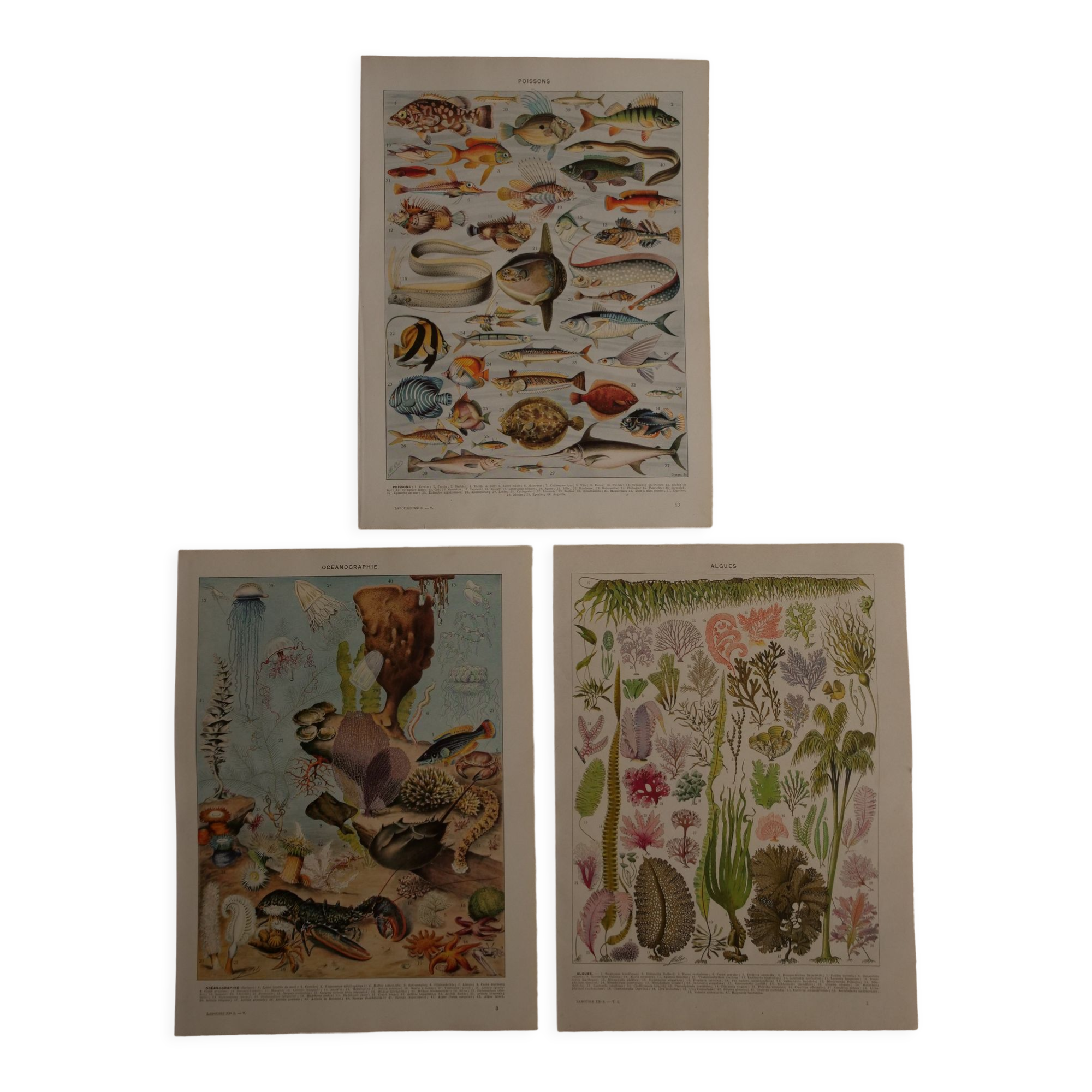 Set of 3 original lithographs on fish, algae and oceanography