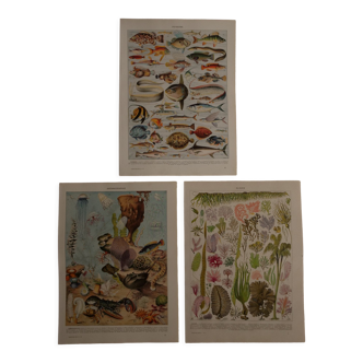 Lot de 3 lithographies originales sur les poissons, les algues et l'océanographie