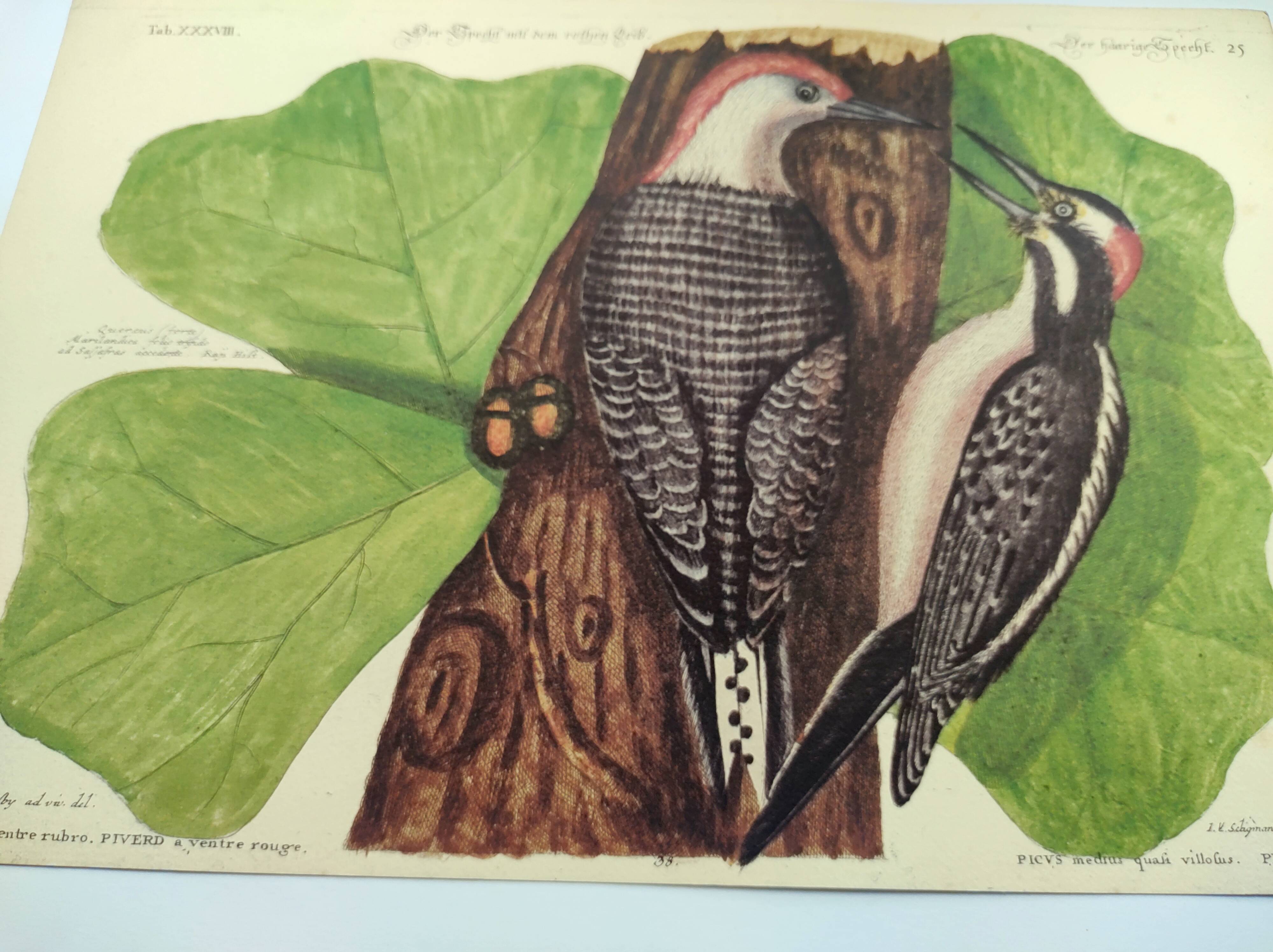 Old bird board - Woodpecker & Woodpecker - Ornithological and zoological engraving by Seligmann & Catesby