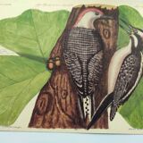 Old bird board - Woodpecker & Woodpecker - Ornithological and zoological engraving by Seligmann & Catesby