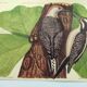 Old bird board - Woodpecker & Woodpecker - Ornithological and zoological engraving by Seligmann & Catesby