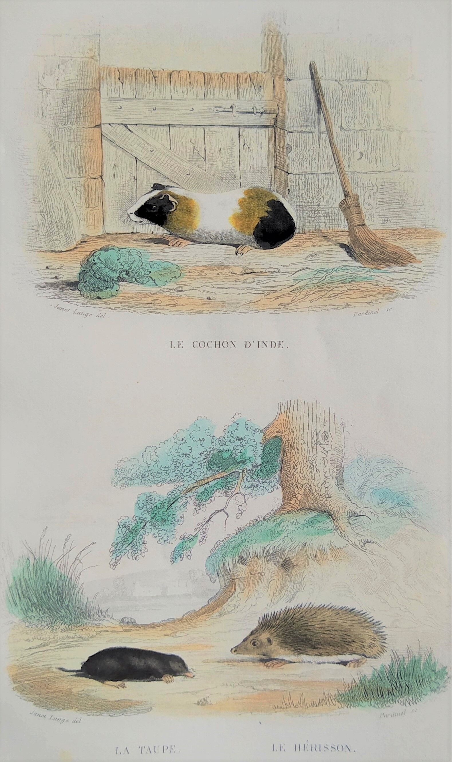 Original zoological plank "Indian Pig - Mole - Hedgehog " Buffon 1840