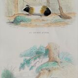 Original zoological plank "Indian Pig - Mole - Hedgehog " Buffon 1840