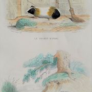 Original zoological plank "Indian Pig - Mole - Hedgehog " Buffon 1840