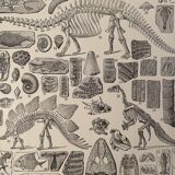 Lithograph engraving paleontology of 1897 (2)