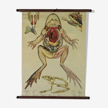 Pull Down Wall Chart of frog Anatomy, 1970s