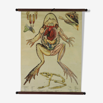 Affiche anatomie de grenouille années 1970