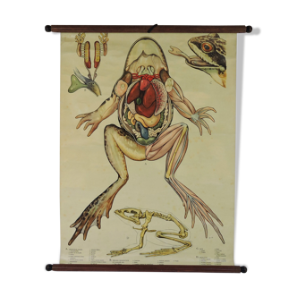 Pull Down Wall Chart of frog Anatomy, 1970s