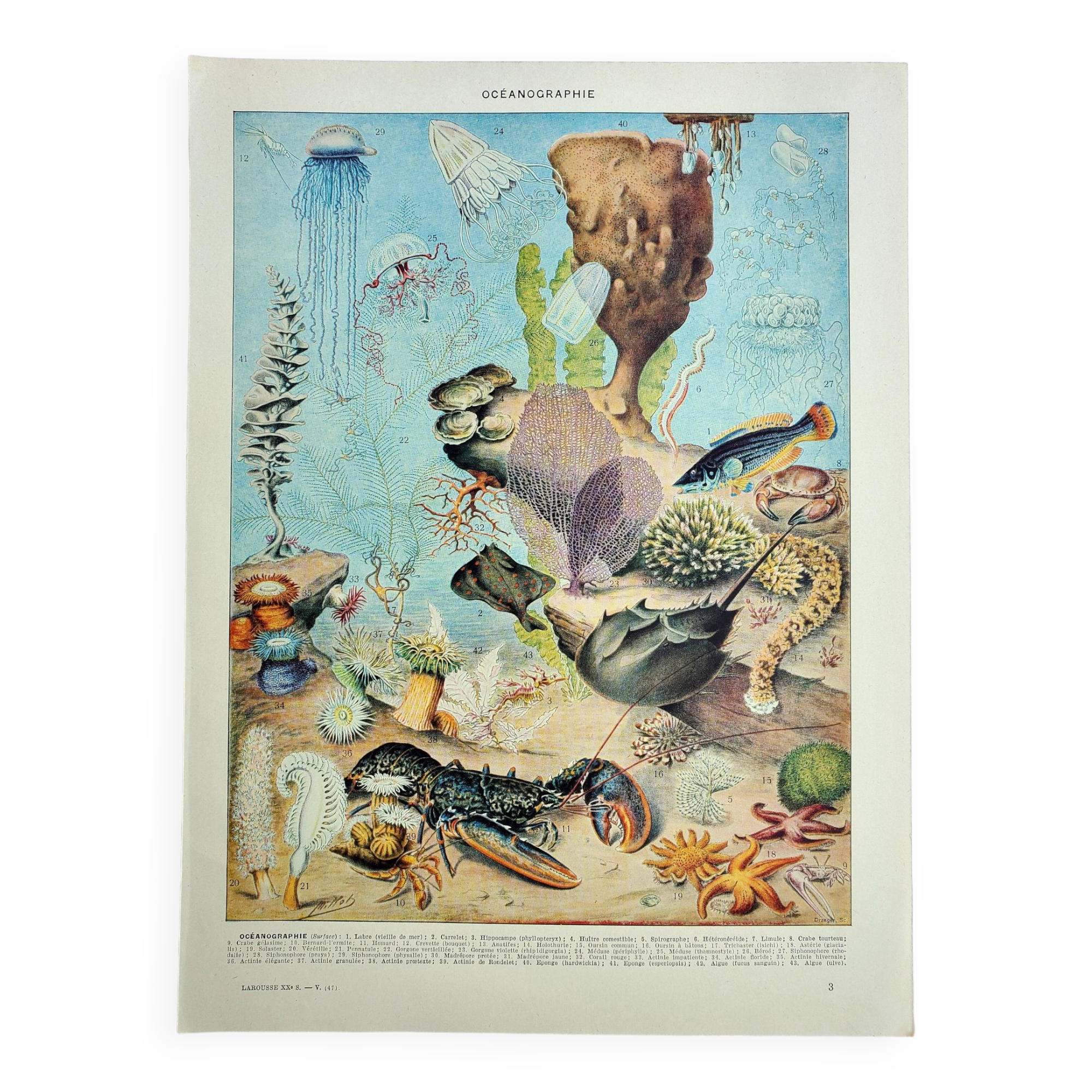 Old engraving 1928, Oceanography, marine fauna and flora • Lithograph, Original plate