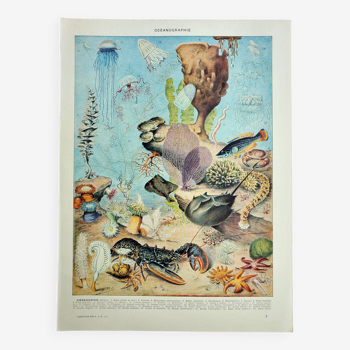 Gravure ancienne 1928, Océanographie, faune et flore marine • Lithographie, Planche originale