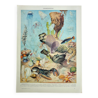Gravure ancienne 1928, Océanographie, faune et flore marine • Lithographie, Planche originale