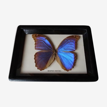 Papillon Morpho Nestira sous cadre en bois noir - Taxidermie objet de curiosité