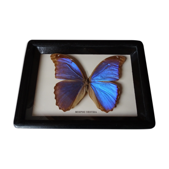 Butterfly Morpho Nestira under black wooden frame - Taxidermy object of curiosity