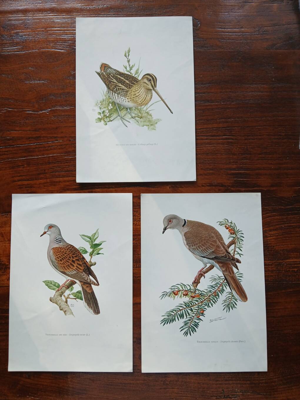 Set of 3 zoological posters birds - turtledoves - snipe