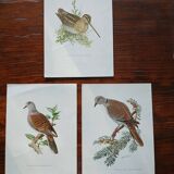 Set of 3 zoological posters birds - turtledoves - snipe