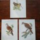 Set of 3 zoological posters birds - turtledoves - snipe