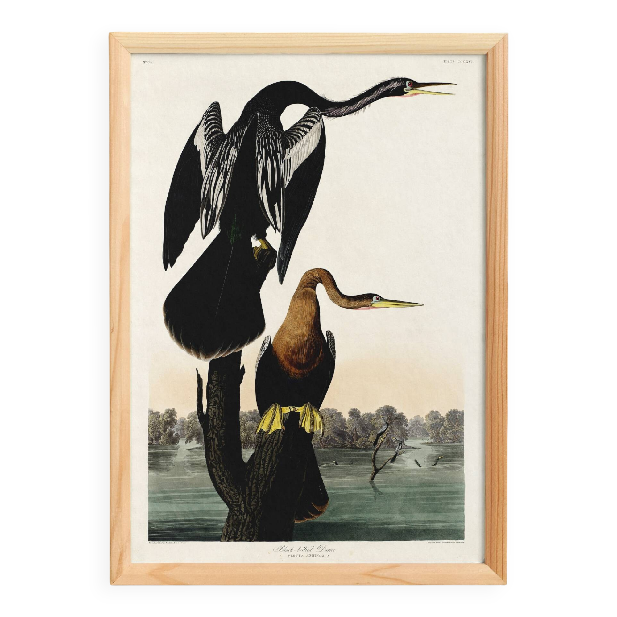 Poster for the Darter of America, based on an old engraving from 1827.