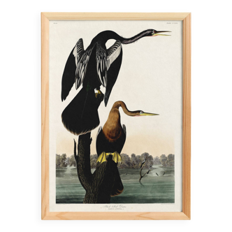 Poster for the Darter of America, based on an old engraving from 1827.