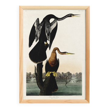 Poster for the Darter of America, based on an old engraving from 1827.