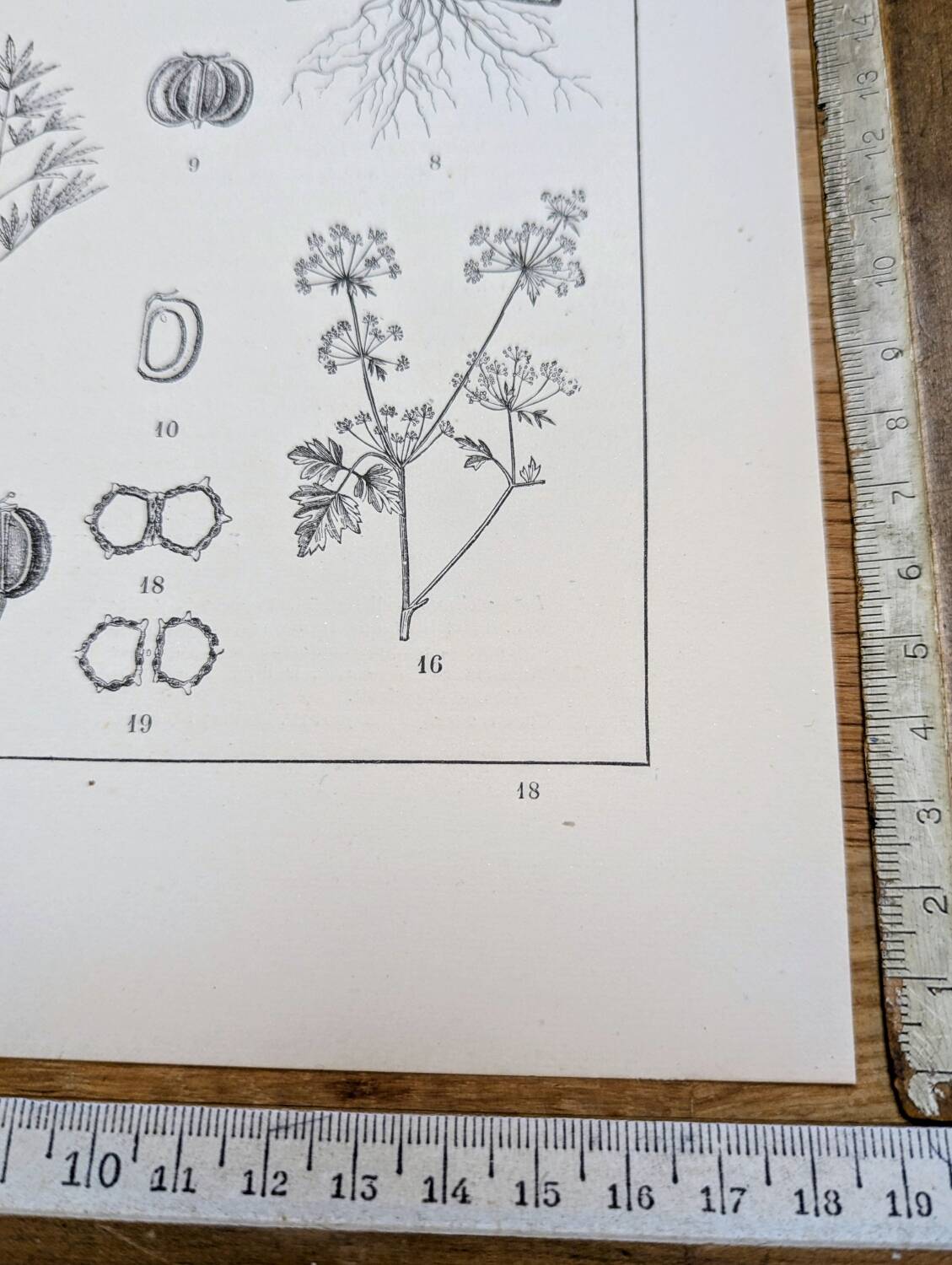 Imprimée en 1889, ombellifères et Cie. Planche botanique ancienne.