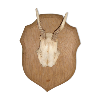 Hunting trophy on wooden piece