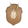 Hunting trophy on wooden piece