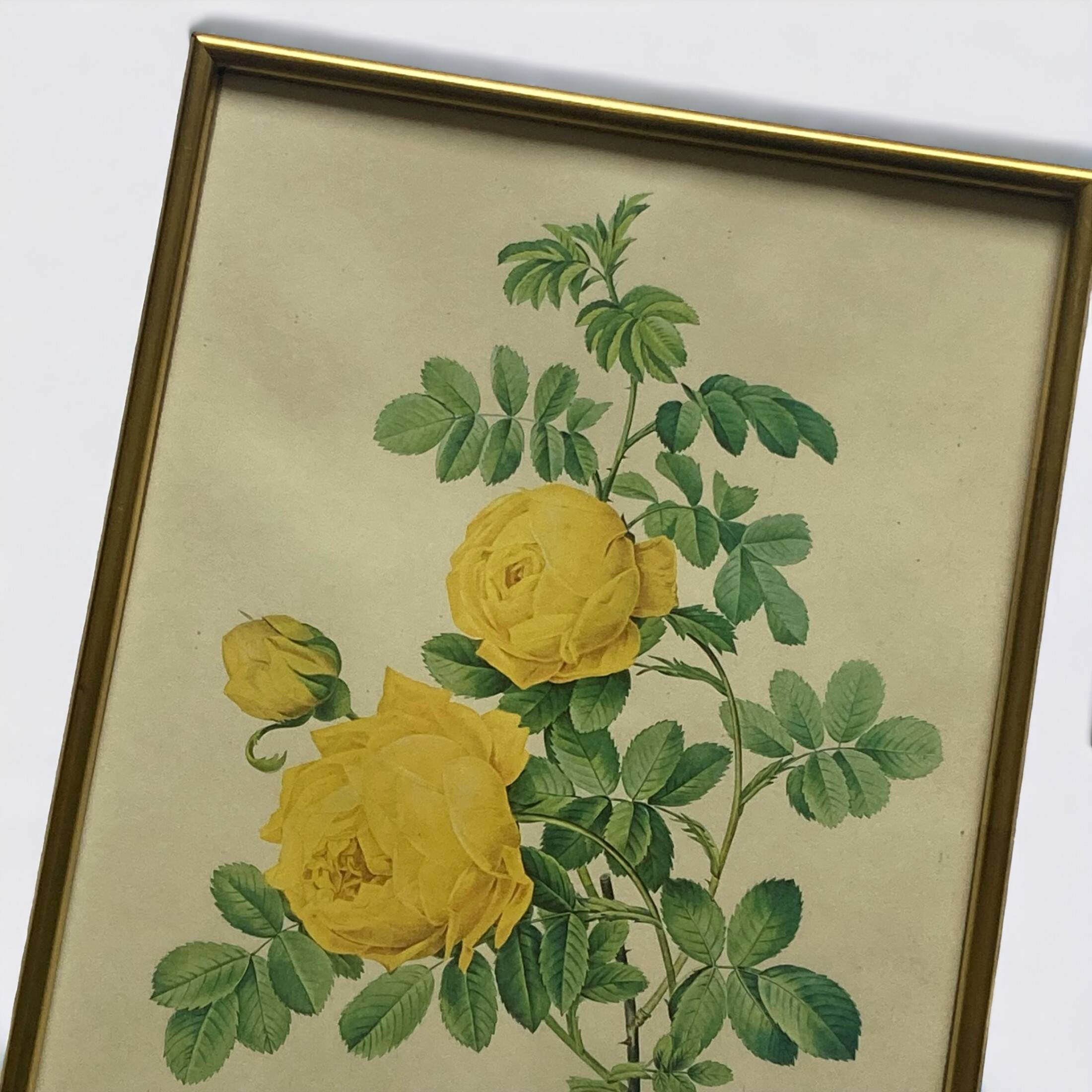 Old yellow rose lithograph framed under glass Remond printing house ACC-7059
