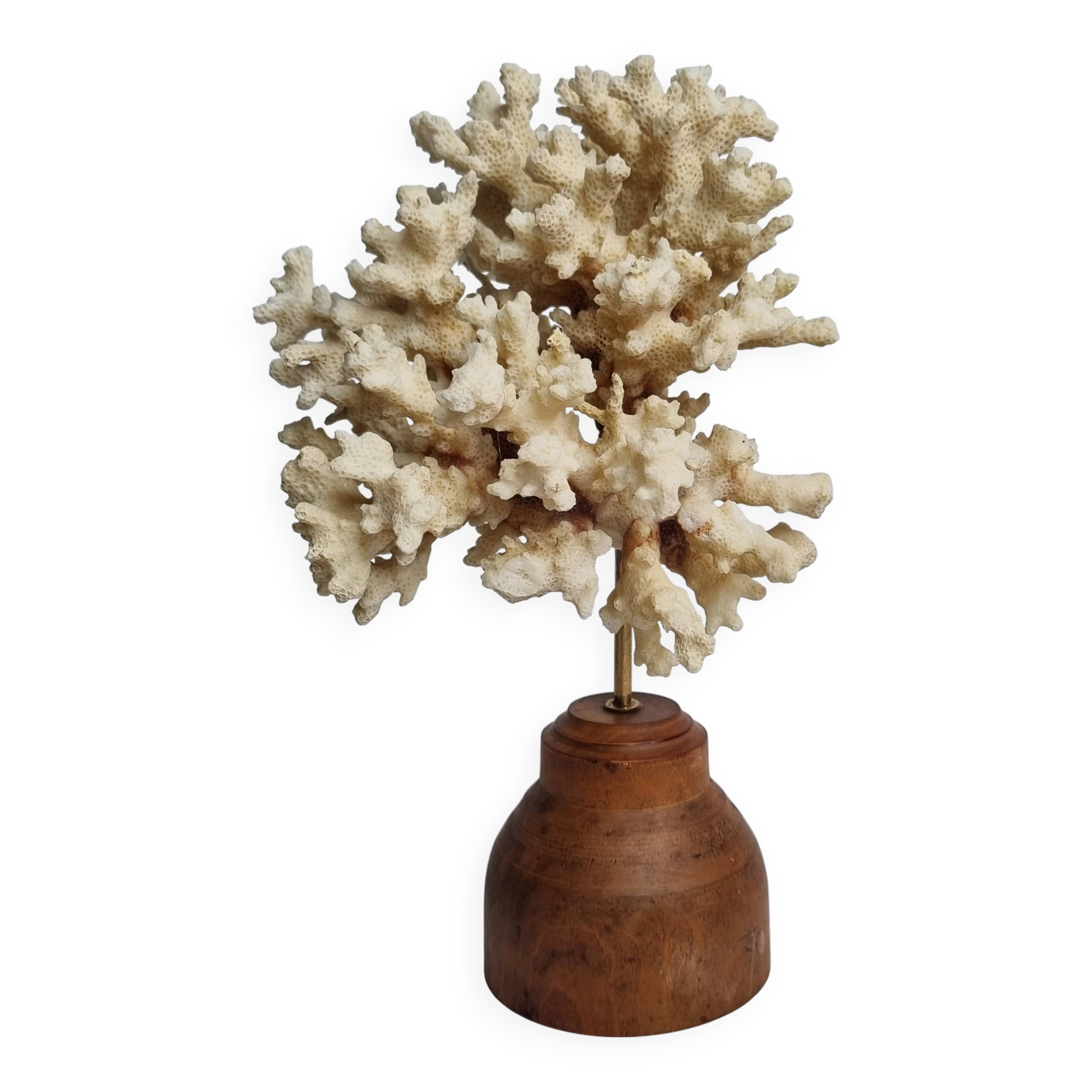 Old white coral on wooden base, branched, 20 cm