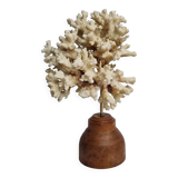 Old white coral on wooden base, branched, 20 cm