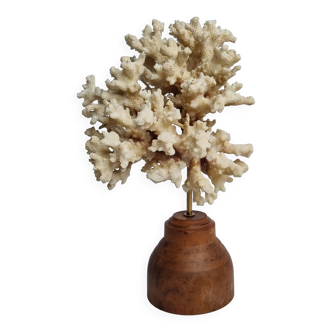 Old white coral on wooden base, branched, 20 cm