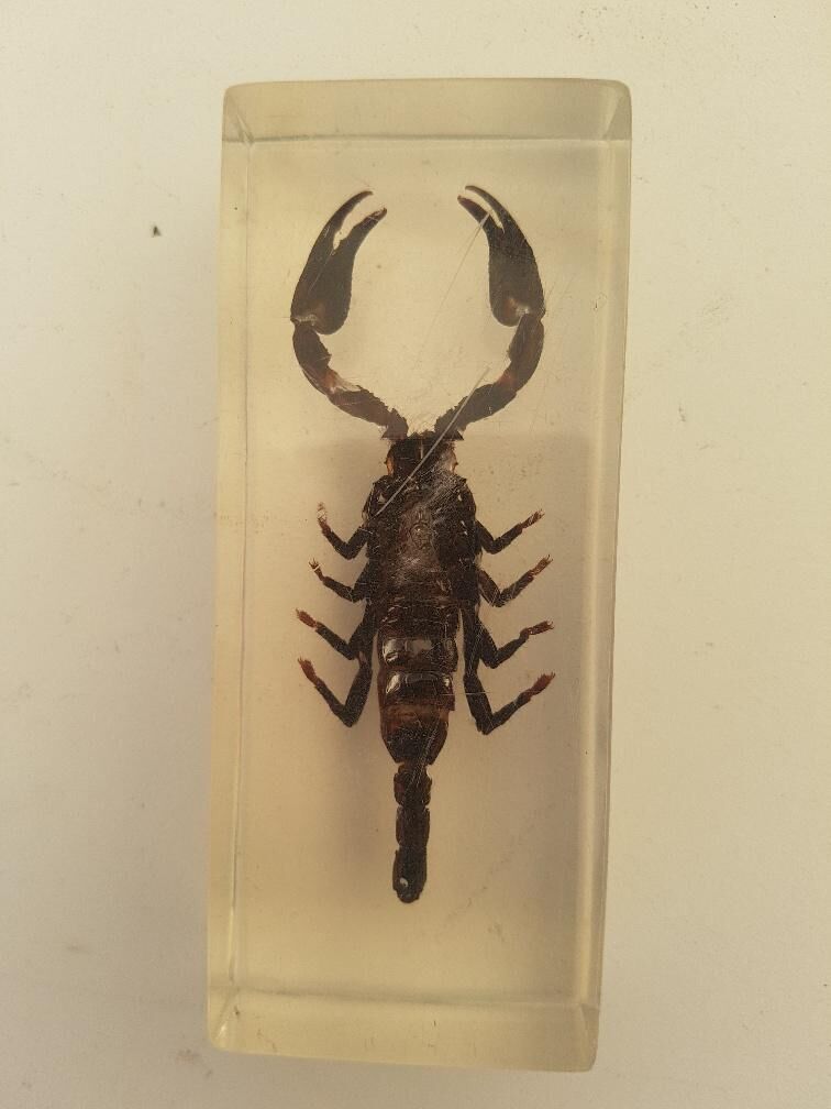 Batch of 3 insects in resin inclusion