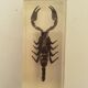 Batch of 3 insects in resin inclusion