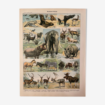 Lithographie gravure mammifères de 1897