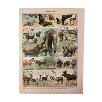 Lithograph engraving mammals of 1897