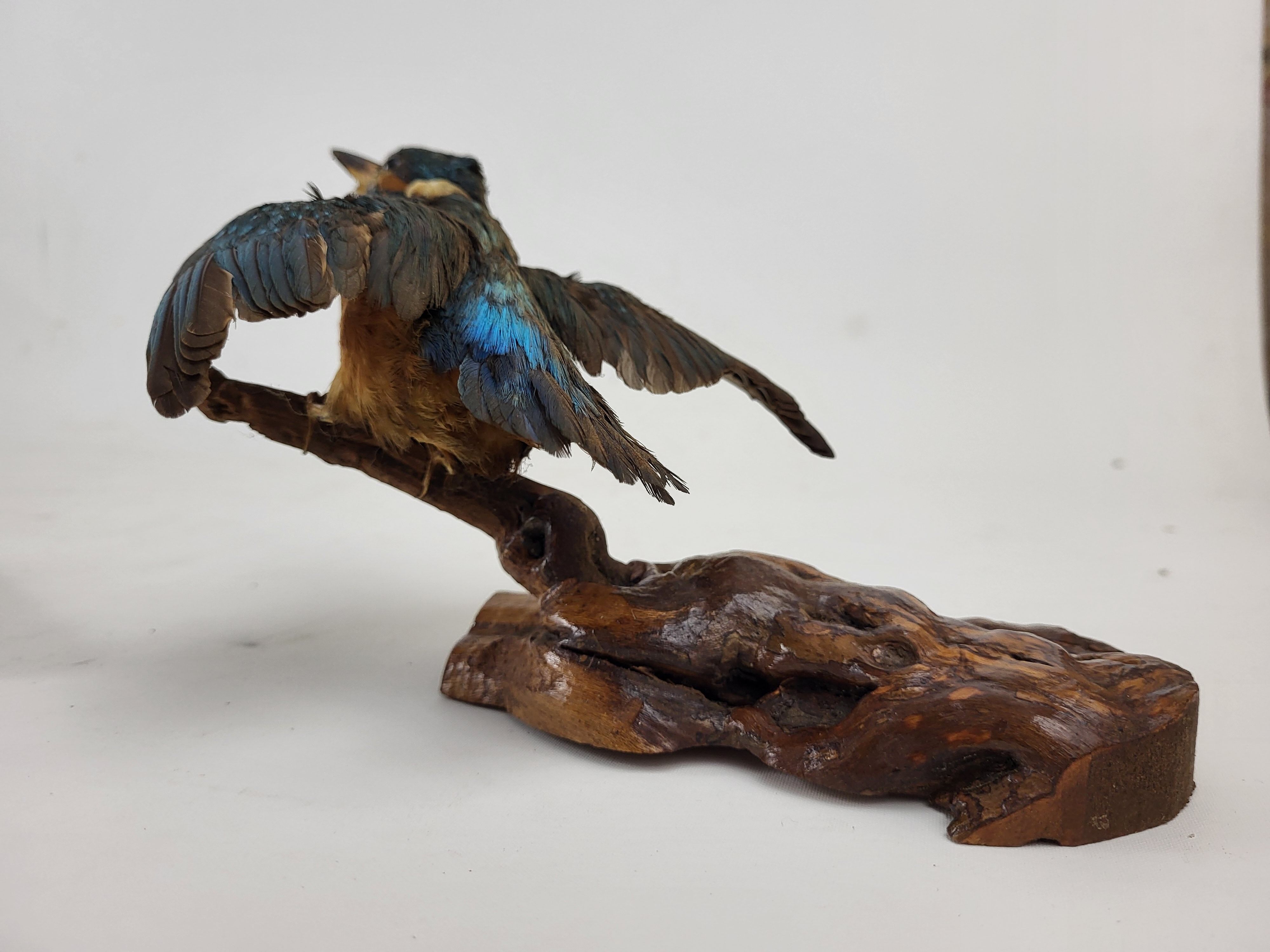Stuffed and naturalized Kingbird Taxidermy