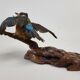 Stuffed and naturalized Kingbird Taxidermy