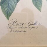 Framed lithograph by Pierre-Joseph Redouté