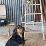 Painter's stepladder